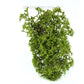 AMMO by MIG Vegetation Fine Bush - Indian Summer Mix
