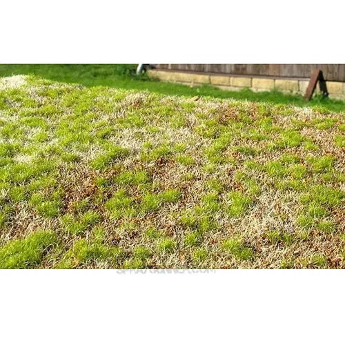AMMO by MIG Vegetation - SPRING STEPPE